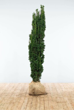 Zuiltaxus Taxus Baccata Fastigiata Robusta 160-180 cm
