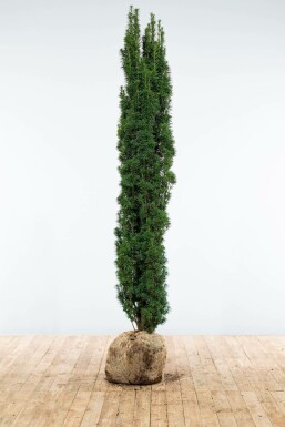 Zuiltaxus Taxus Baccata Fastigiata Robusta 180-200 cm