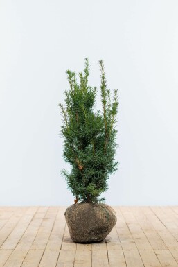 Venijnboom Taxus Media Hicksii Haag 60-80 Kluit Taxus Media Hicksii 60-80 cm