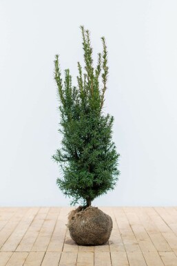 Taxus Media Hicksii