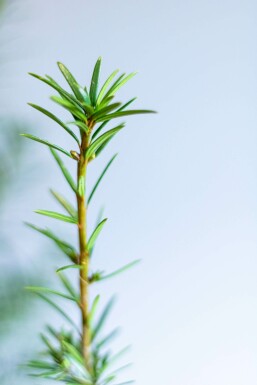 Taxus Media Hicksii 100-120 cm