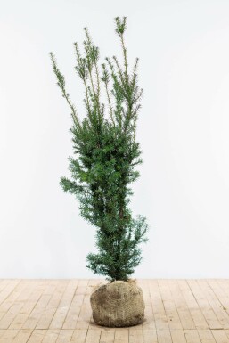 Taxus Media Hicksii 120-140 cm