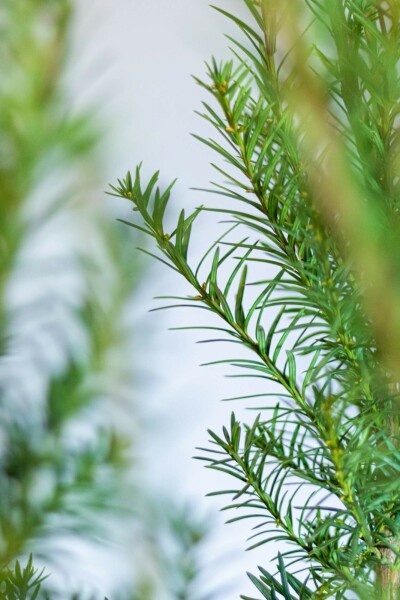 Taxus Media Hicksii 120-140 cm