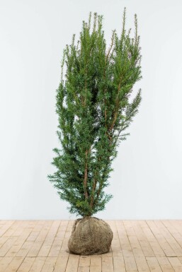 Taxus Media Hicksii 140-160 cm