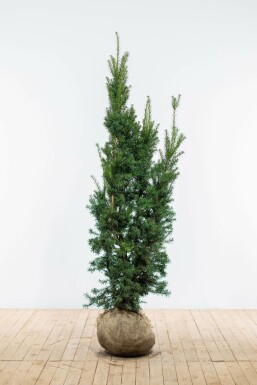 Taxus Media Hicksii 160-180 cm