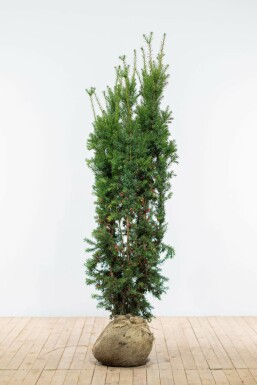 Taxus Media Hicksii