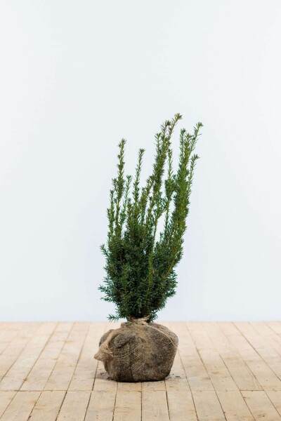 Taxus Media Hillii 60-80 cm