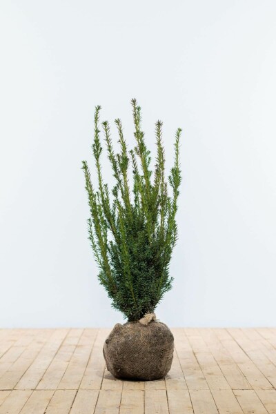 Taxus Media Hillii 80-100 cm
