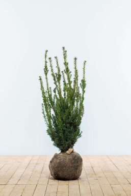 Taxus Media Hillii