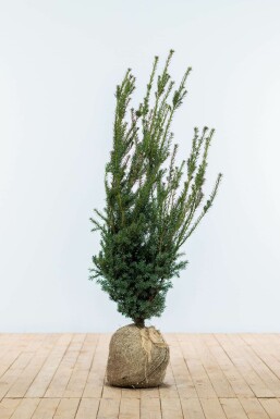 Taxus Media Hillii 100-120 cm