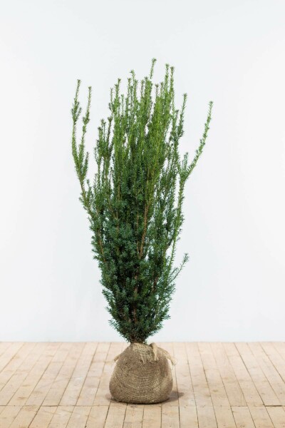 Taxus Media Hillii 120-140 cm