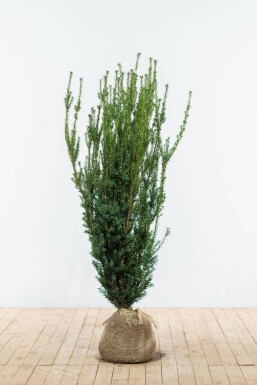 Taxus Media Hillii