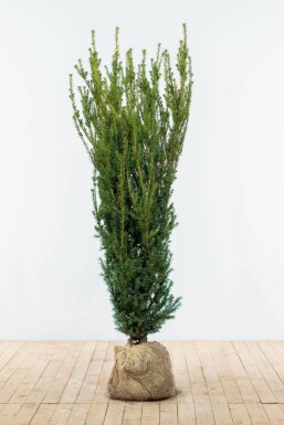 Taxus Media Hillii