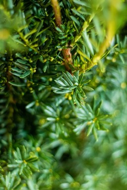 Taxus Media Hillii 140-160 cm