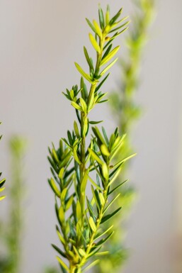 Taxus Media Hillii 140-160 cm