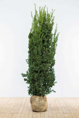 Taxus Media Hillii 160-180 cm