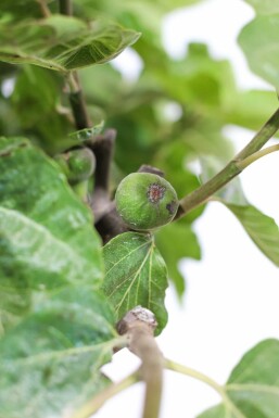 Vijgenboom Ficus Carica Op stam 15-20 150-175 Pot Vijgenboom / Ficus Carica op stam 150-175 cm
