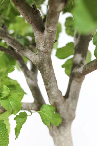 Vijgenboom Ficus Carica Op stam 15-20 150-175 Pot