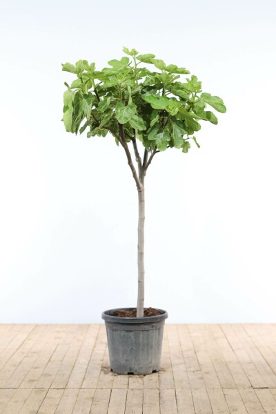 Vijgenboom Ficus Carica Op stam 20-30 175-200 Pot Vijgenboom / Ficus Carica op stam 175-200 cm