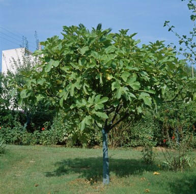 Vijgenboom Ficus Carica Op stam 20-30 175-200 Pot Vijgenboom / Ficus Carica op stam 175-200 cm