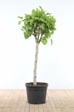 Vijgenboom / Ficus Carica op stam 175-200 cm