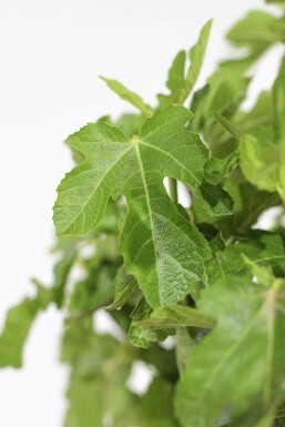 Vijgenboom / Ficus Carica op stam 175-200 cm