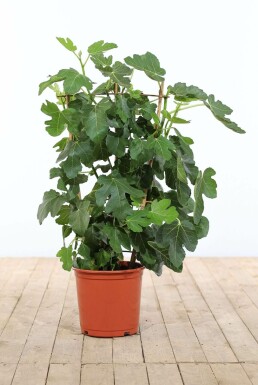 Vijgenboom Ficus Carica Rek 100-120 Pot