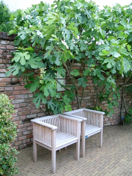Vijgenboom Ficus Carica Rek 100-120 Pot