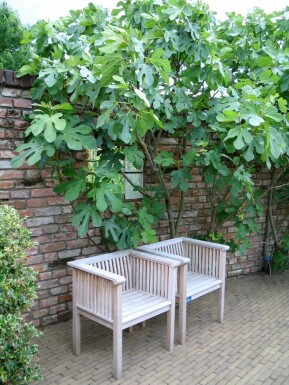 Vijgenboom / Ficus Carica rek 70-80 cm