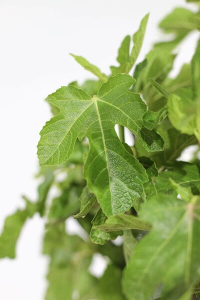 Vijgenboom Ficus Carica Gestokt 40-60 Pot