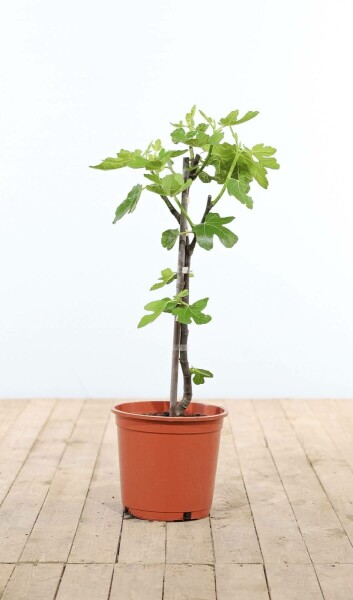Vijgenboom / Ficus Carica stok 60-80 cm