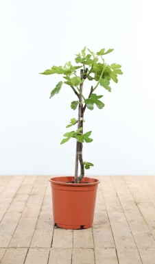 Vijgenboom / Ficus Carica stok