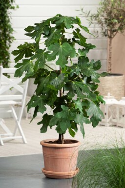 Vijgenboom / Ficus Carica stok 60-80 cm