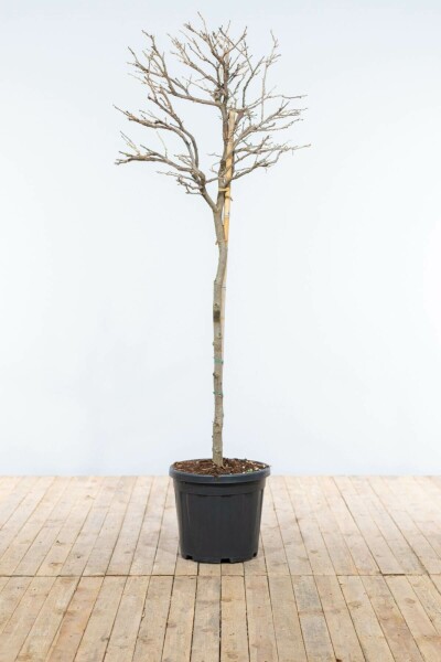 Blauwe regen Wisteria Sinensis Op stam 120-140 Pot Chinese Blauweregen / Wisteria Sinensis op stam 120-140 cm