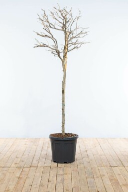 Chinese Blauweregen / Wisteria Sinensis op stam 120-140 cm