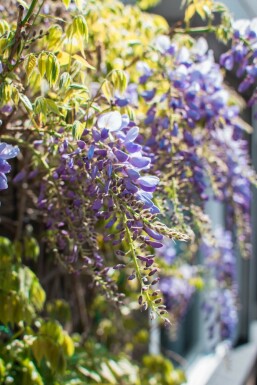 Blauwe regen Wisteria Sinensis Op stam 120-140 Pot