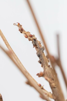 Blauwe regen Wisteria Sinensis Op stam 40-60 Pot