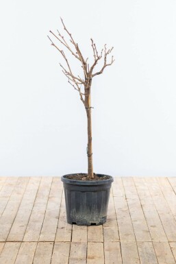 Geen afbeelding beschikbaar