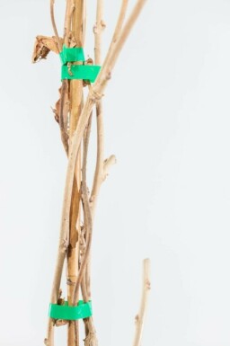 Blauwe regen Wisteria Sinensis Gestokt 175-200 Pot Chinese Blauweregen / Wisteria Sinensis stok 175-200 cm