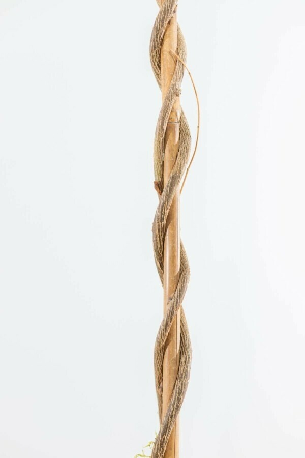 Blauwe regen Wisteria Sinensis Gestokt 40-60 Pot Chinese Blauweregen / Wisteria Sinensis stok 40-60 cm