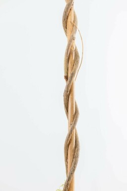 Blauwe regen Wisteria Sinensis Gestokt 80-100 Pot Chinese Blauweregen / Wisteria Sinensis stok 80-100 cm