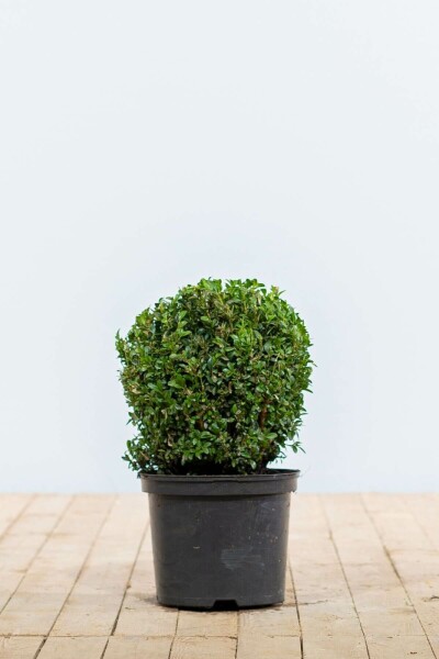 Buksbomen / Buxusbol 20-30 cm