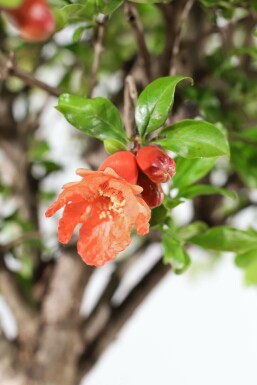 Granaatappelboom / Punica Granatum op stam 125-150 cm