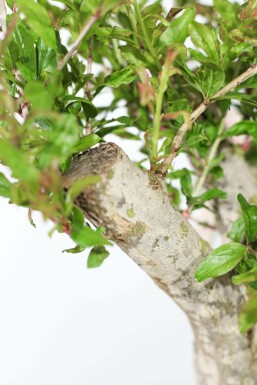 Granaatappelboom / Punica Granatum op stam 125-150 cm