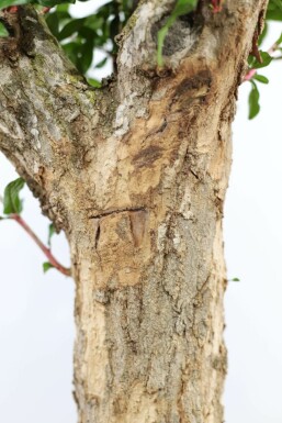 Granaatappelboom / Punica Granatum op stam 125-150 cm