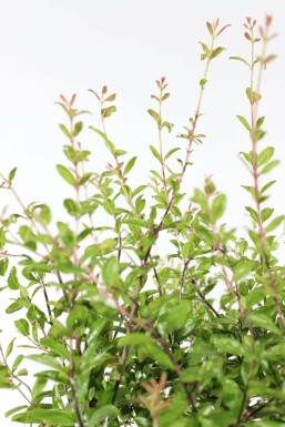 Granaatappelboom / Punica Granatum op stam 125-150 cm