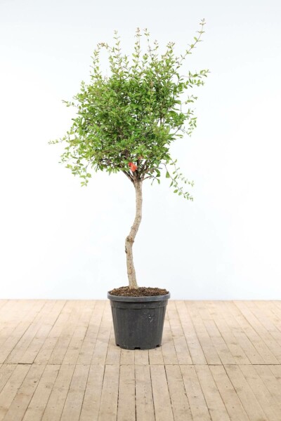 Granaatappelboom Punica Granatum Op stam 15-20 150-175 Pot Granaatappelboom / Punica Granatum op stam 150-175 cm
