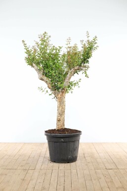 Granaatappelboom Punica Granatum Op stam 20-30 175-200 Pot Granaatappelboom / Punica Granatum op stam 175-200 cm