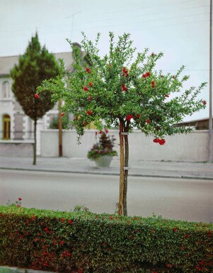 Granaatappelboom Punica Granatum Op stam 30-40 175-200 Pot Granaatappelboom / Punica Granatum op stam 175-200 cm