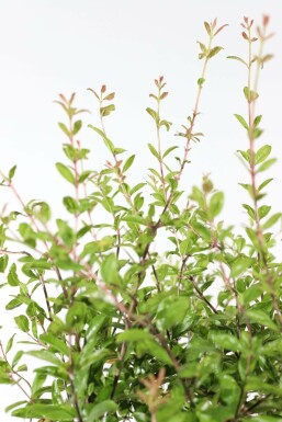 Granaatappelboom Punica Granatum Op stam 30-40 175-200 Pot